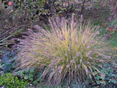 pennisetum_unten_herbst.jpg