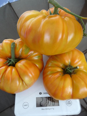 GelbeTomate.jpg
