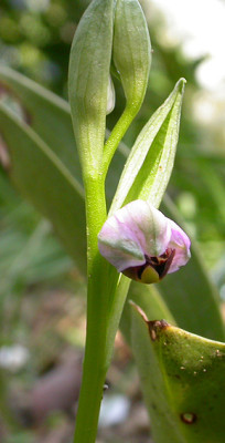 Die_andere_Orchidee_bluht_auf..._3.5.08.jpg