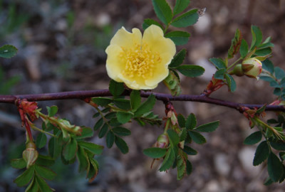 Chin._Goldrose_0010__HR_21995.jpg