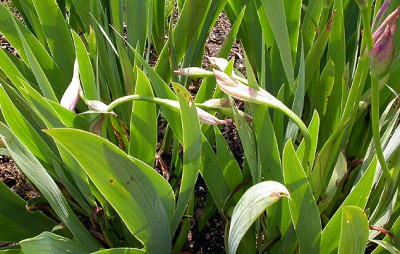 Kranke_Iris_3.5.08.jpg