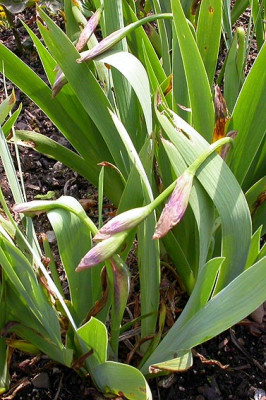 Kranke_Iris_2_3.5.08.jpg