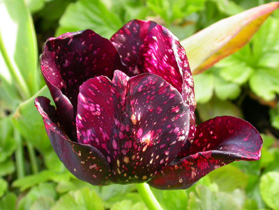 Tulpe_gesprenkelt_3.5.08.jpg