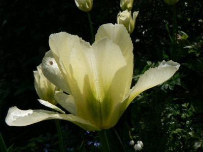 Spring_Green_08_05_03_1.jpg