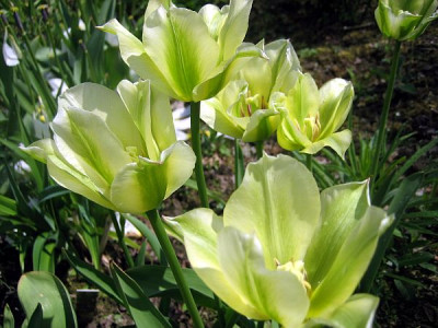 Spring_Green_93811.jpg