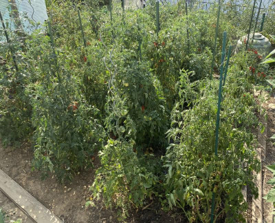tomaten.jpg