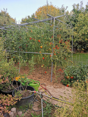 Tomaten 20220822.jpeg