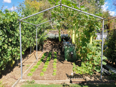 Zucca di pergola 20220820.jpeg