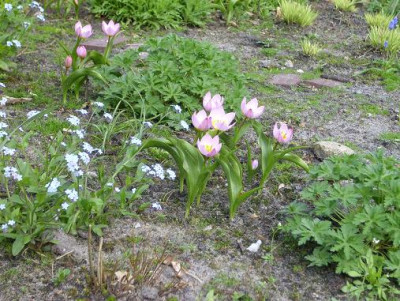 2.Mai_2008_089kl.18_tulipa_bakeri_2_Gruppen__Myosotis.JPG