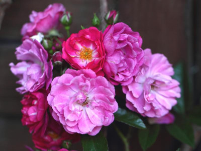IMG_6732 Perfumy Sliuetta.jpg