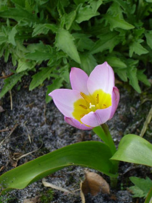2.Mai_2008_064kl.25_tulipa_bakeri_Einzelblute.JPG