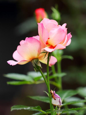 IMG_6870  Jojo Peach.jpg