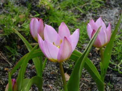 2.Mai_2008_058kl._25_tulipa_bakeri_3_Bl..JPG