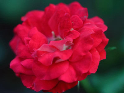 IMG_6750 Rose der Einheit.jpg