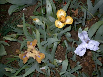 Blueten2008_175.jpg