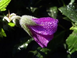 geranium1.jpg