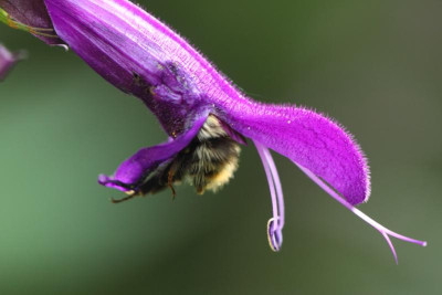 IMG_6817 Salbei mit Hummel.jpg