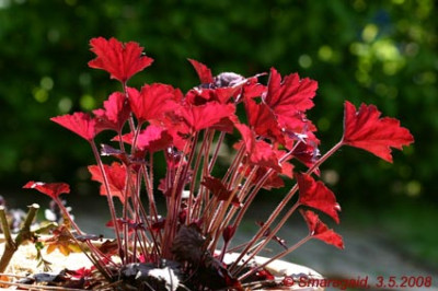 Heuchera-Chocolate-Ruffles-2008-05-03_0392.jpg