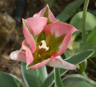 Viridiflora-Tulpe_Chinatown_S4_21928_95.jpg