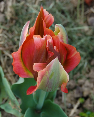 Viridiflora-Tulpe_Artist_S2_21955_92.jpg