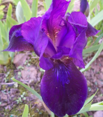 000_2506_dunkellila_Nana.jpg