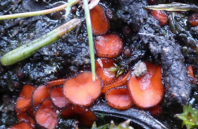 Roter haarbecherling.jpg