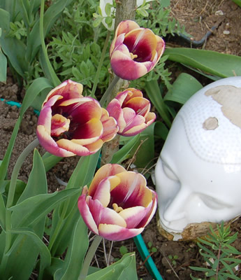 Tulpe_T1_21943_86.jpg