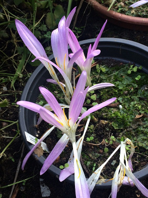2022-08-24 Clochicum montanum.jpg