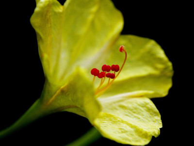 IMG_6891 Wunderblume.jpg