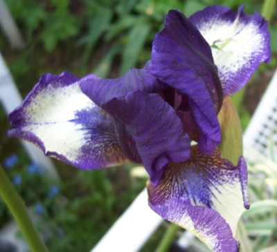 000_2511_Iris.jpg