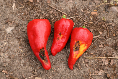 Paprika_Schadbild.jpg