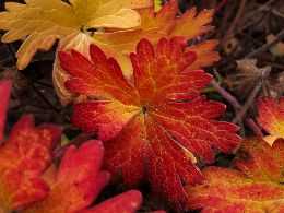 geranium3.jpg