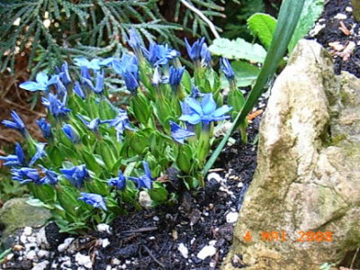 Gentiana-verna-x-angulosa.JPG