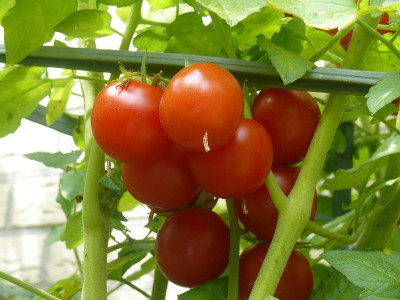 2016_Mexikanische Honigtomate.jpg