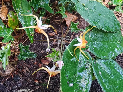 Epimedium Anardil 2.jpg