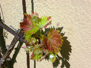 Austrieb_Muscat_Bleu_04.05.08_80K.jpg