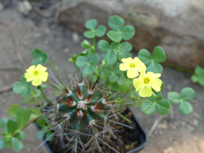 2022-08-26 Oxalis.jpg