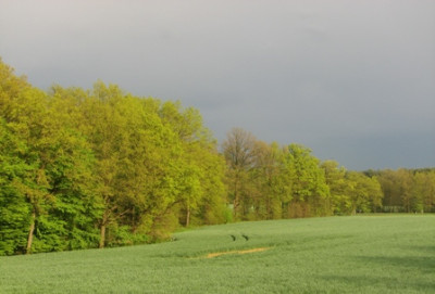 08nach_gewitter01.JPG
