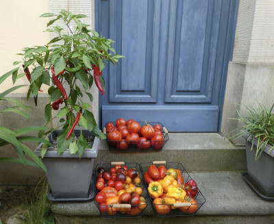 tomatenernte.jpg