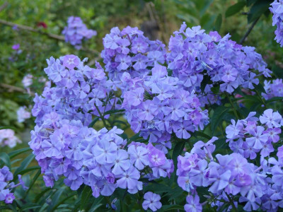 2022-08-23 Phlox Sämling 1.jpg