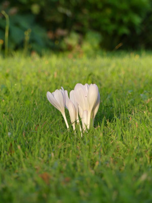 2022-08-25 Colchicum 'Innocence' 3.jpg