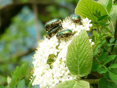 sechs._04.05.2008..JPG
