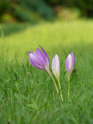 2022-08-25 Colchicum 1.jpg