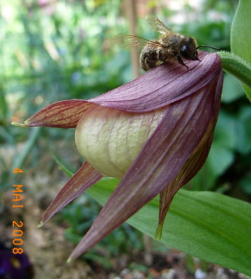 Cyp.ventricosum.JPG