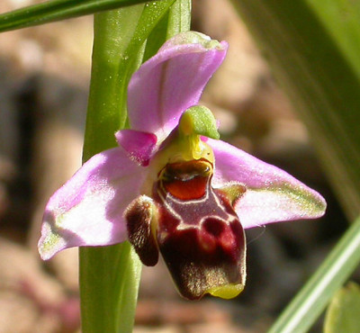 Ophrys_einohrig_4.5.08.jpg