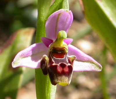 Ophrys_mit_zwei_Ohren_4.5.08.jpg