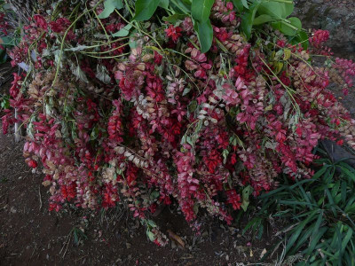 2021-10-05 Funchal Botanischer Garten 2.jpg