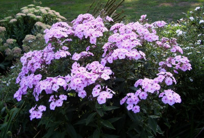 Schild weg Phlox.jpg