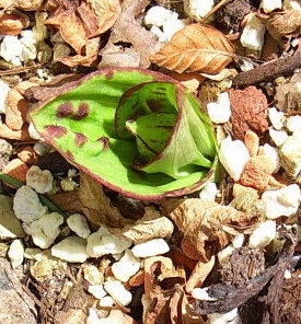 Cyp._margaritaceum.JPG
