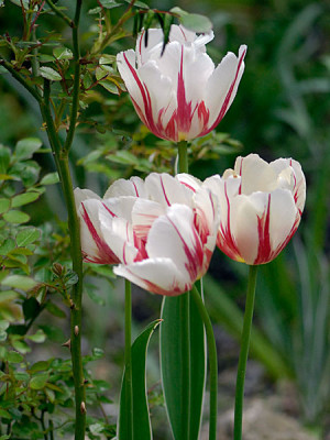 tulpe-happy-generation.jpg